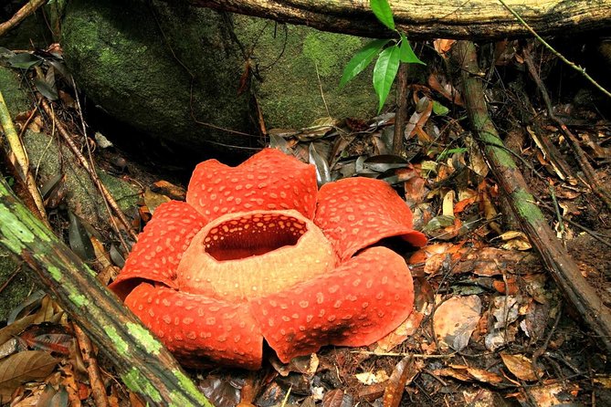 2-Day Khao Sok Jungle Safari from Krabi - The three-hour rainforest trek