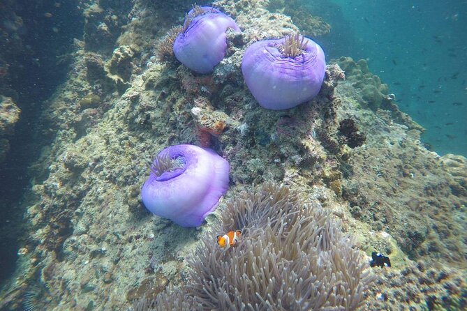 7 Islands Sunset Tour with Buffet Dinner & Night Snorkeling - Chicken Island’s famous rock and the Tup sandbar