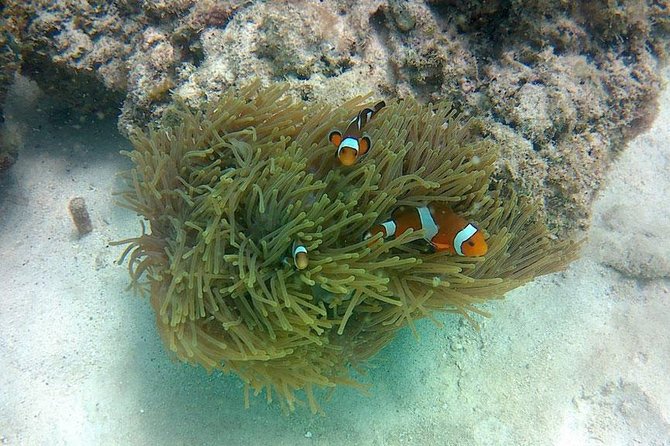 Amazing Krabi 7 Islands One Day Snorkeling Tour By Big Longtail Boat - Sunset and nighttime plankton