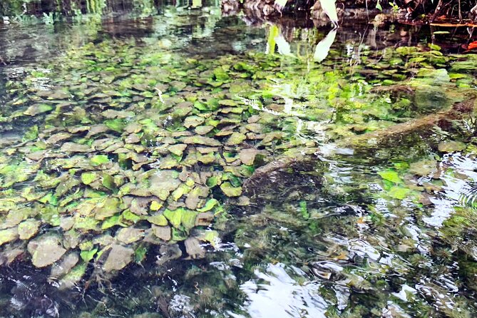Ao Nang Kayaking at Klong Rud with Hotel Transfer - Swimming in Khlong Nam Sai