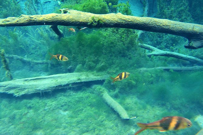 ATV & Kayaking in Hidden Freshwater Lagoon, Unseen Krabi Half Day Trip - Why the ATV portion may disappoint