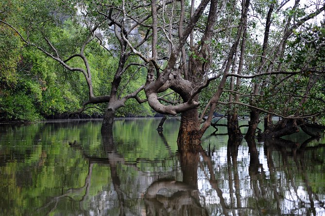 Deep Mangrove and Canyon Kayak Tour in Krabi - The mangrove is the real prize