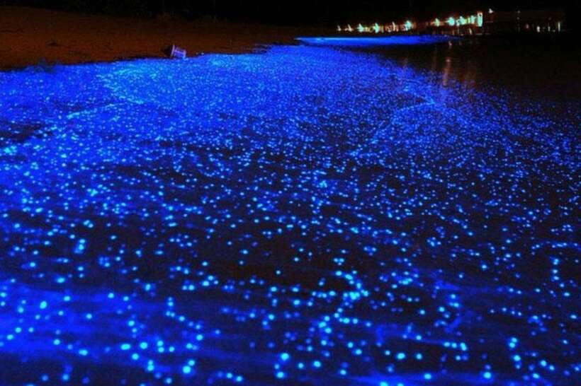 Krabi: 7-Island Tour by Longtail Boat with Sunset - Bioluminescent plankton is a bonus, not a guarantee