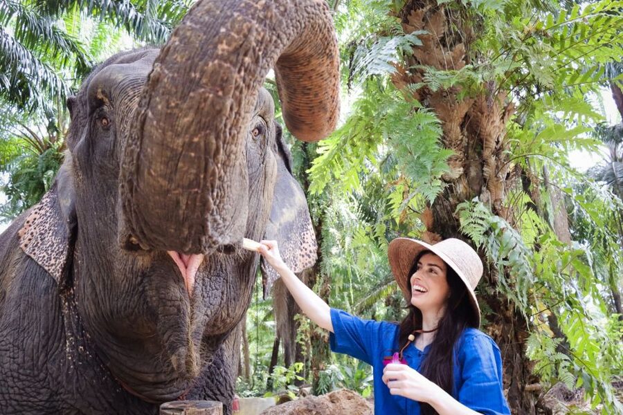 Krabi: Elephant Bathing Session at Krabi Elephant Shelter - Meeting the elephants before the water starts