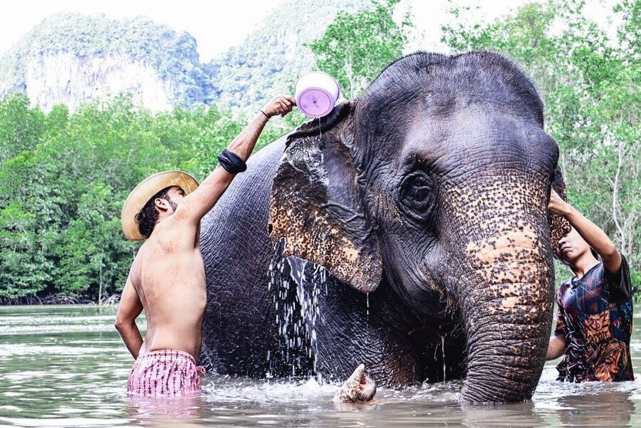 Krabi: Elephant Bathing Session at Krabi Elephant Shelter - The 90-minute schedule and what it feels like