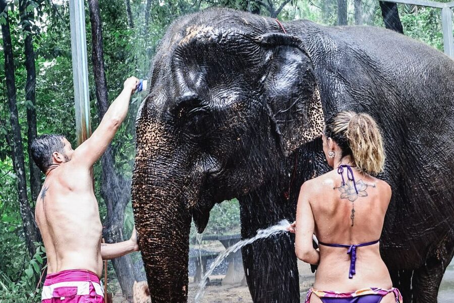 Krabi: Elephant Bathing Session at Krabi Elephant Shelter - Is $48 good value?
