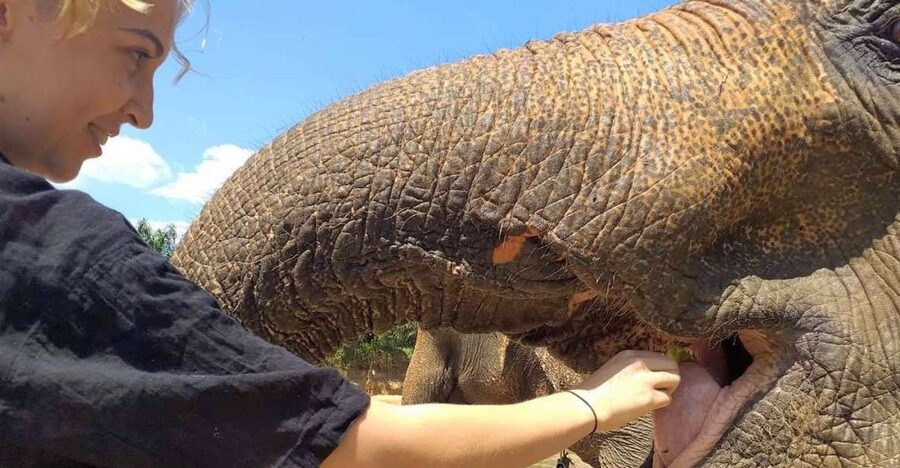Krabi: Elephant Care House Guided Tour with Hotel Transfers - The four details that matter most