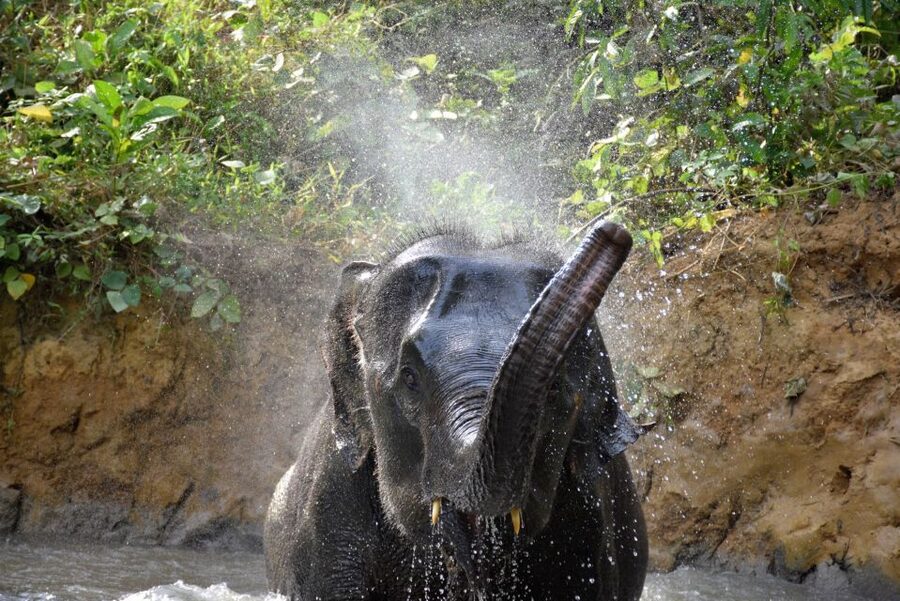 Krabi: Elephant Care House Guided Tour with Hotel Transfers - Walking beside elephants along the stream