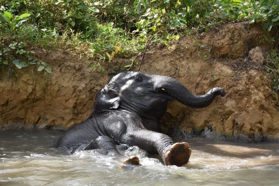 Krabi: Elephant Care House Guided Tour with Hotel Transfers - Group size changes the entire visit