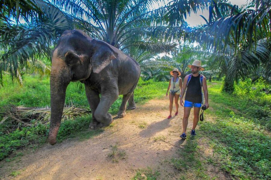 Krabi: Elephant Care House Guided Tour with Hotel Transfers - What the care model means in practice
