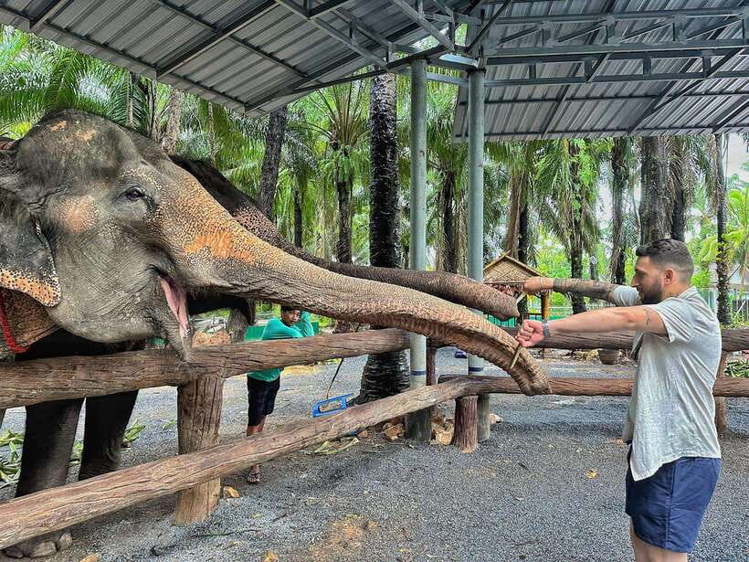 Krabi: Elephant Feeding Program - Key points at a glance