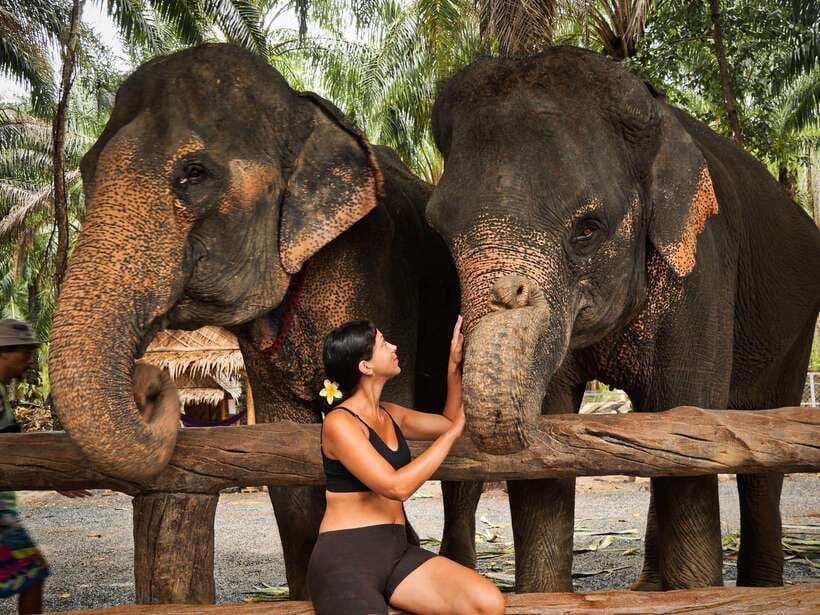 Krabi: Elephant Feeding Program - What the Krabi Elephant Shelter experience is really about