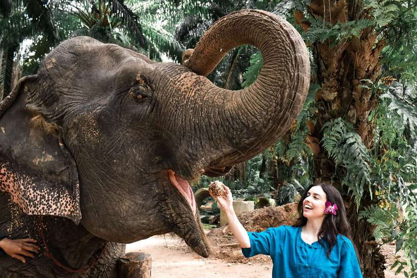 Krabi: Elephant Feeding Program - Hotel transfers and the practical details