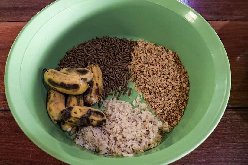 Krabi: Elephant Feeding Program - Who will enjoy this most