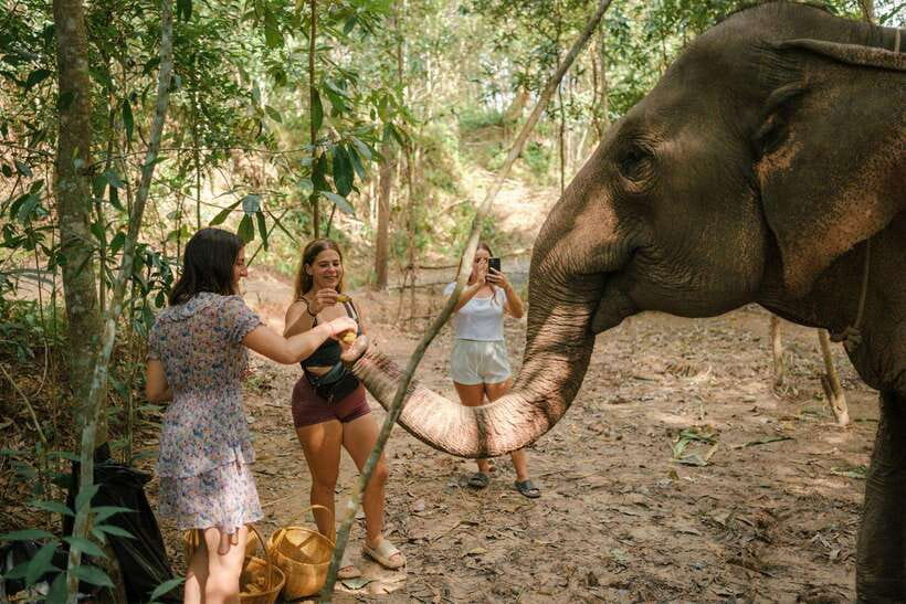 Krabi: Elephant Sanctuary (near Ao Nang) Visit - Photos without forcing the animals into position
