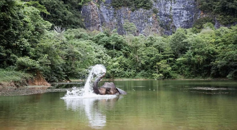 Krabi: Ethical Elephant Sanctuary & Tiger Cave Temple Tour - Meeting elephants without a saddle
