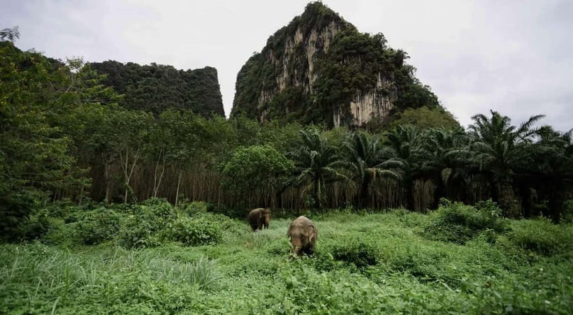 Krabi: Ethical Elephant Sanctuary & Tiger Cave Temple Tour - A Thai lunch between the major stops