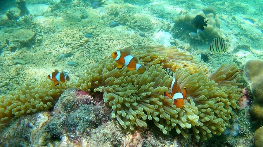 Krabi: Freediving and Snorkeling at Yawasam and Talu Island - Practical preparation for a smoother day