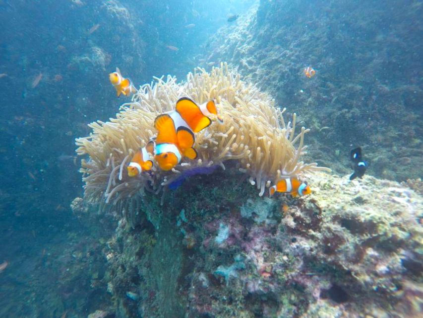 Krabi: Freediving and Snorkeling at Yawasam and Talu Island - The Talu stop, rock walls, and low-tide cave