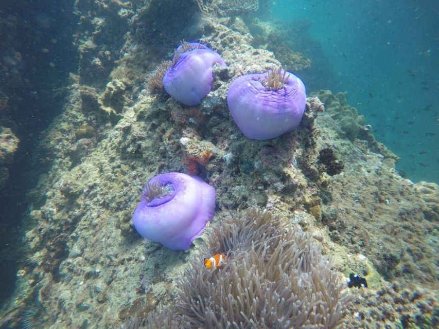 Krabi: Freediving and Snorkeling at Yawasam and Talu Island - What the $59 price really covers