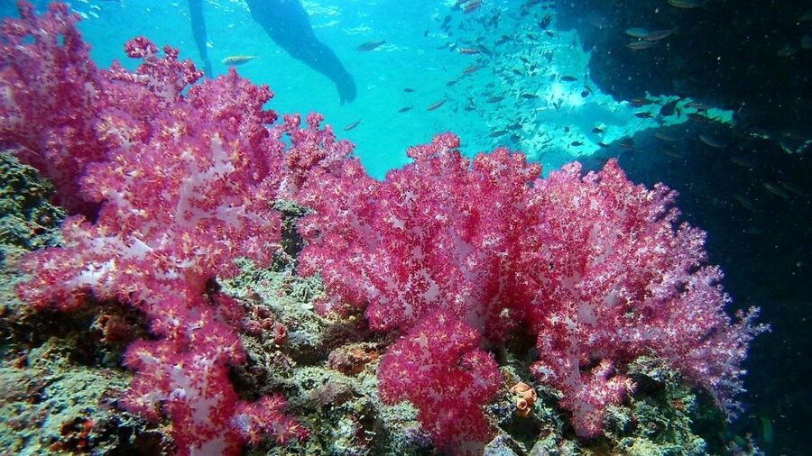 Krabi: Freediving and Snorkeling at Yawasam and Talu Island - Who should choose this Krabi boat trip