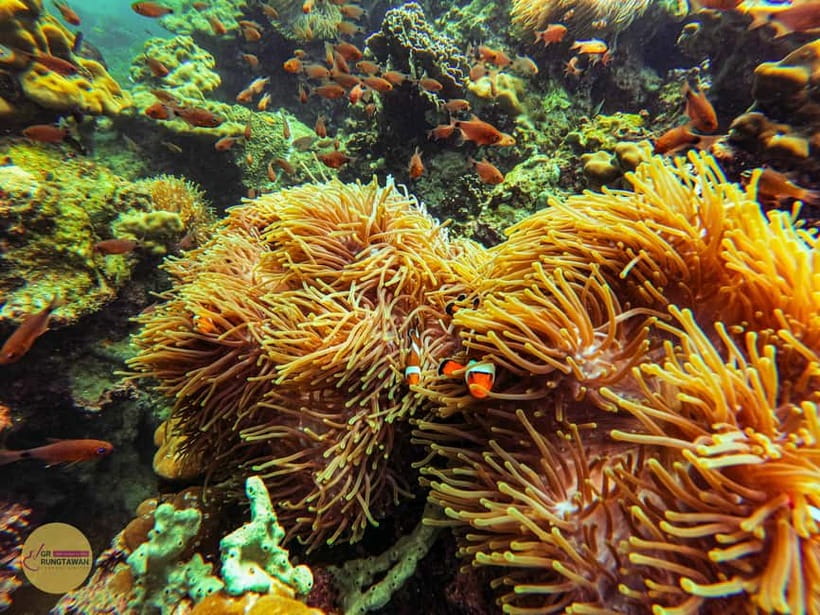 Krabi: Hong Islands Sunset, Bioluminescent Plankton and BBQ - Key points to know before booking