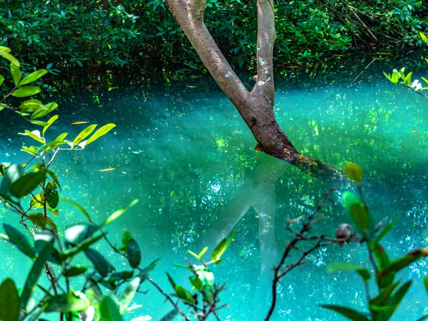 Krabi: Kayaking, Crystal Lagoon, and Fish Spa in Klong Root - The pineapple farm stop