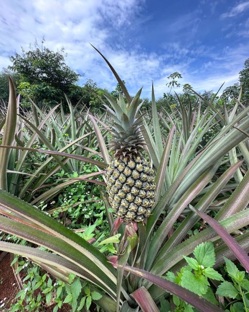 Krabi: Klong Root Kayaking Viewpoint,Fish Feeding and more - Should you book Khlong Root Kayaking?