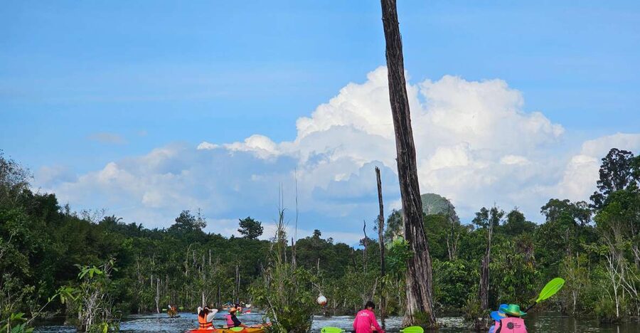 Krabi: South Kayak Klong Root Kayaking Tour - What happens during the one-hour outing