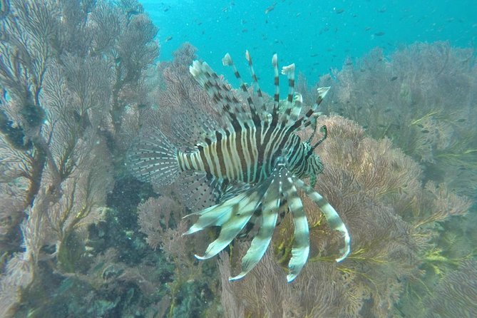Phi Phi Early Bird & 4 Islands - Day Tour by Speedboat From Krabi - Chicken Island and Poda Island close the circuit