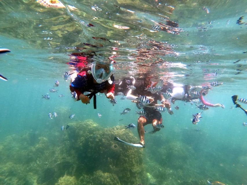 Phi Phi: Half-Day Phi Phi Snorkeling Trip by Longtail Boat - Loh Samah Bay and the limits of a short snorkel
