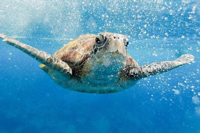 Phi Phi Tour from Krabi , Semi-Private Tour only 12 Guests - Key points to know before booking