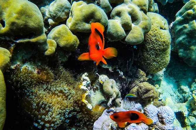 Phi Phi Tour from Krabi , Semi-Private Tour only 12 Guests - Snorkeling is included, but weather still sets the terms