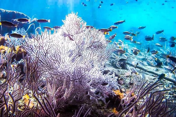Phi Phi Tour from Krabi , Semi-Private Tour only 12 Guests - Thai lunch and the practical all-inclusive details