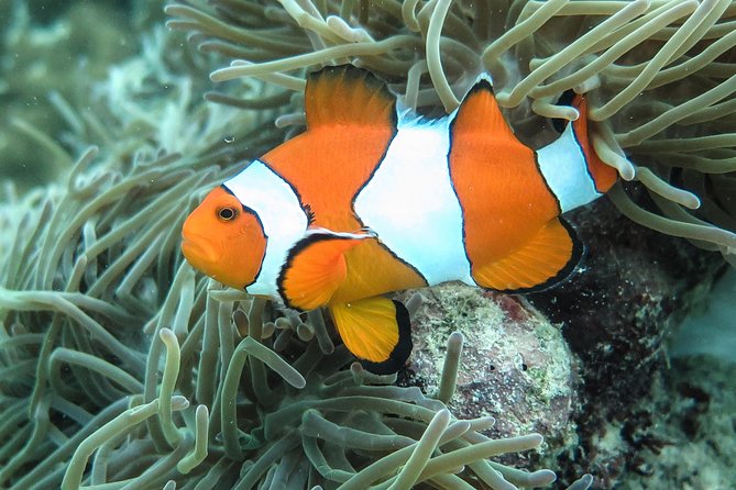 Private Tour to Hong Islands & 4 Islands with Sunset & Night Snorkel - Who will enjoy this trip most